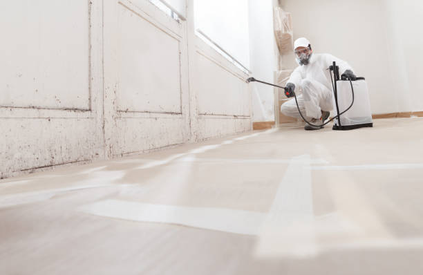 Black mold remediation team in Cape Charles